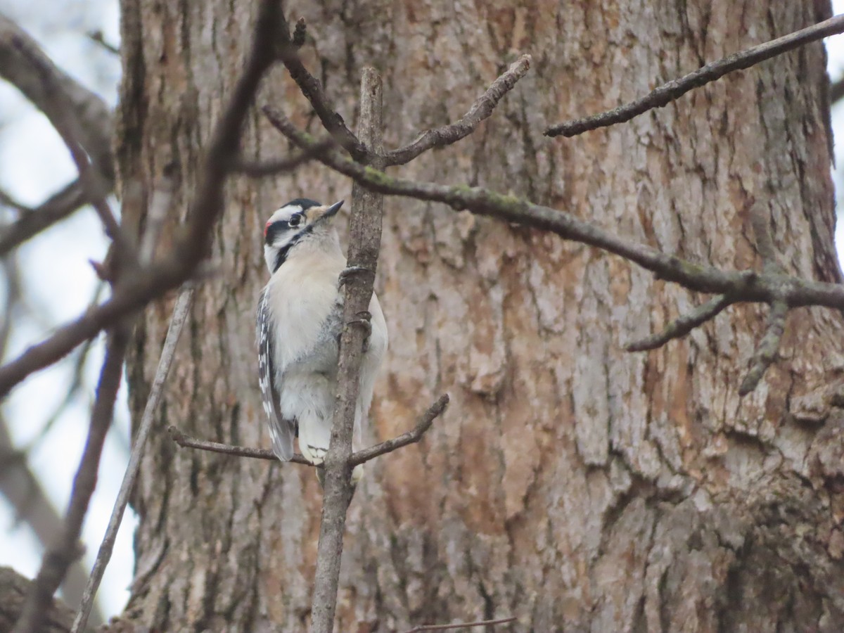 Pico Pubescente - ML646757282