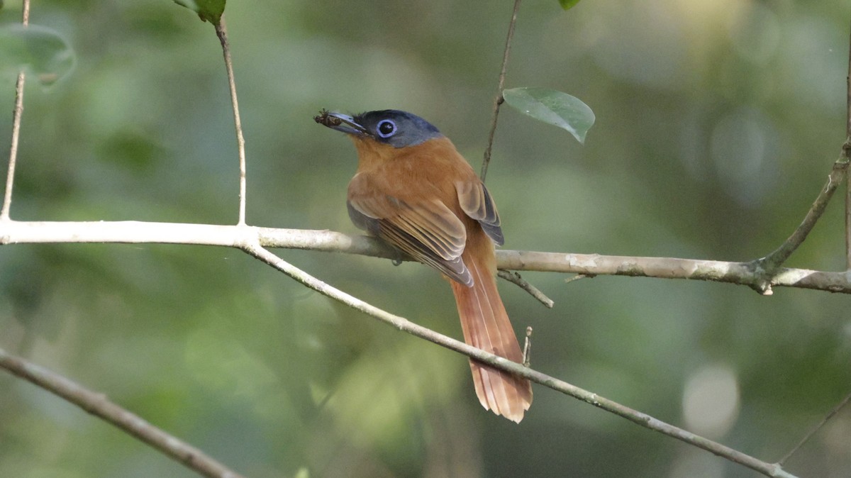 マダガスカルサンコウチョウ（mutata グループ） - ML646757283