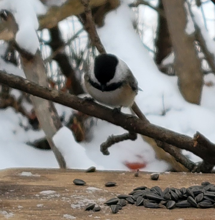 Гаїчка світлокрила - ML646757284