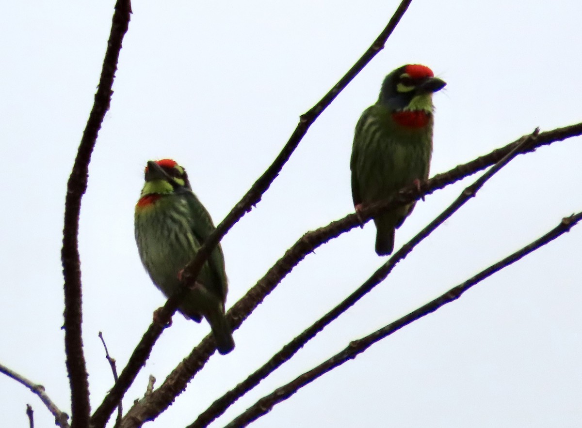 ムネアカゴシキドリ - ML646757285