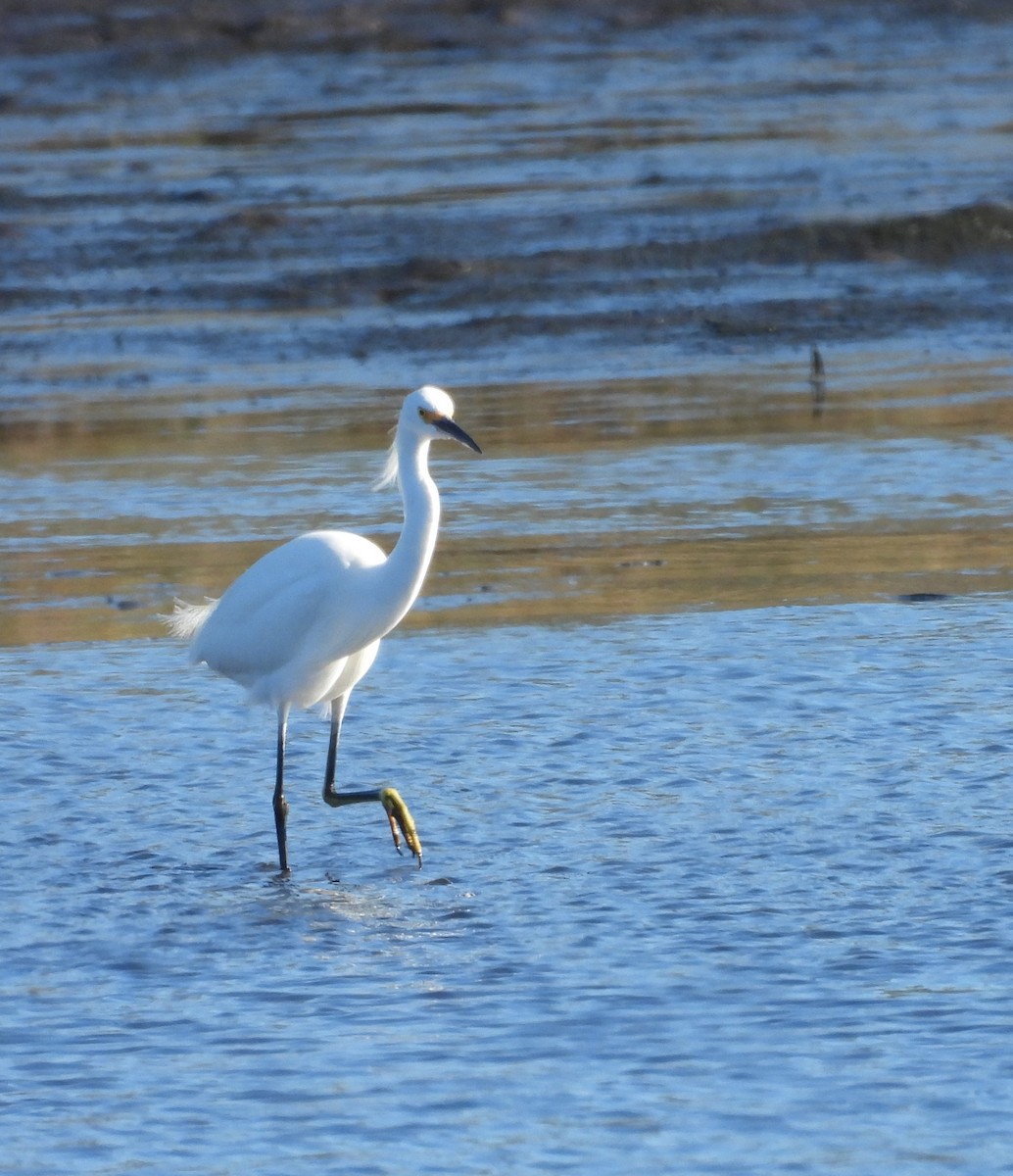 לבנית אמריקנית - ML646757286