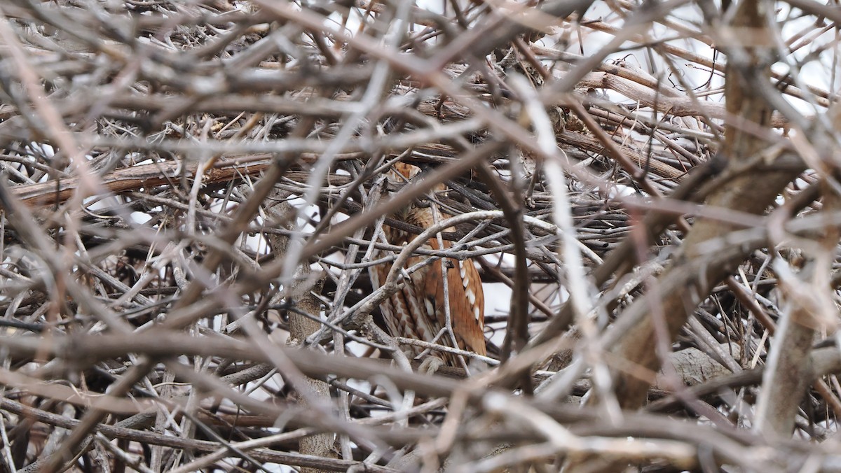 Kulaklı Orman Baykuşu - ML646757288