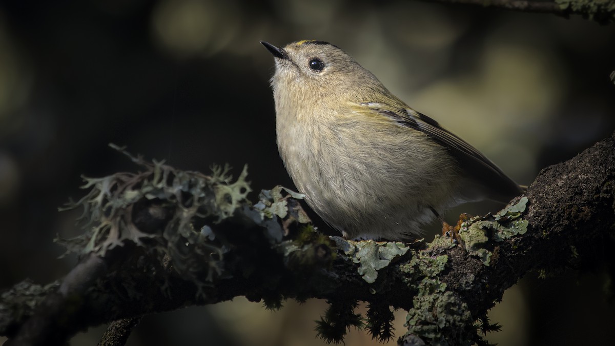 Goldcrest - ML646757289