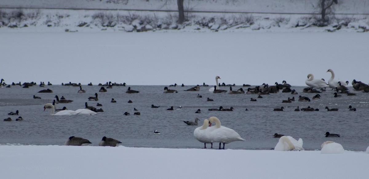 Bufflehead - ML646757290