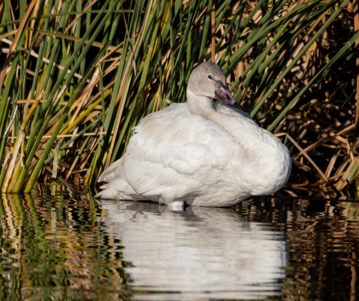 Гунгар хун - ML646757291