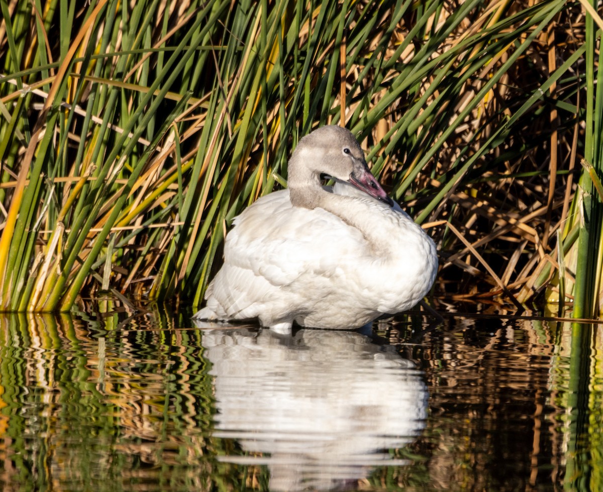 Гунгар хун - ML646757292