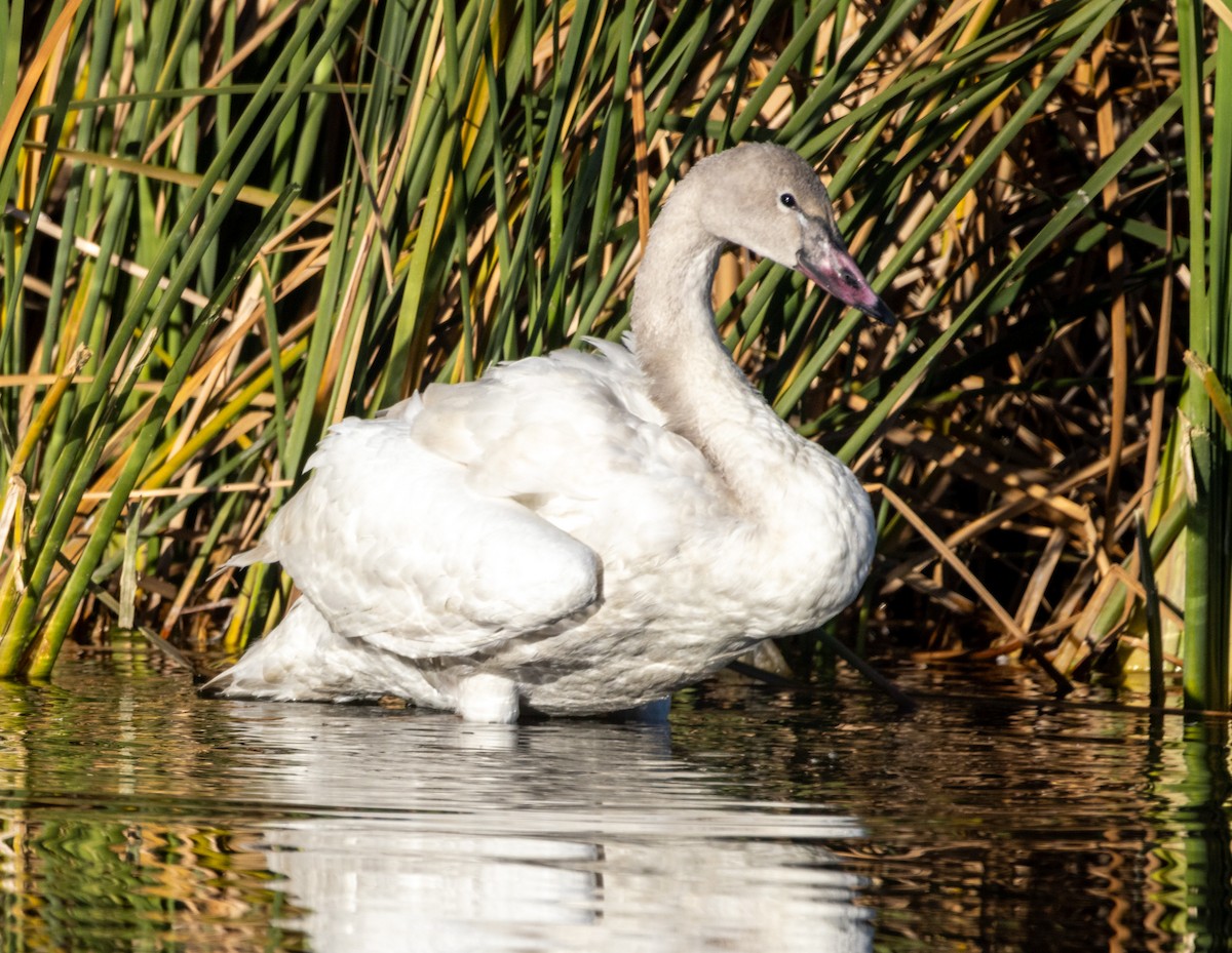 Гунгар хун - ML646757293