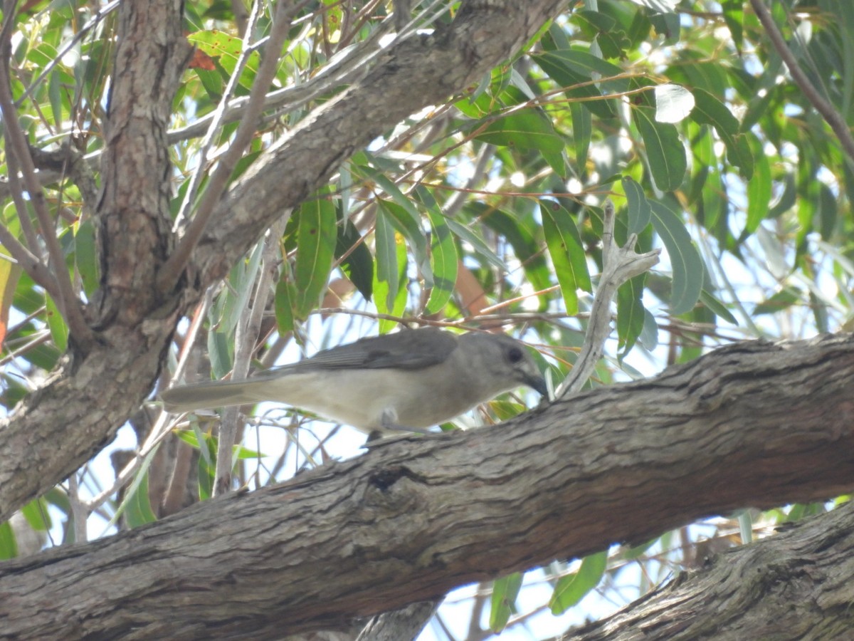 Gray Shrikethrush - ML646757294