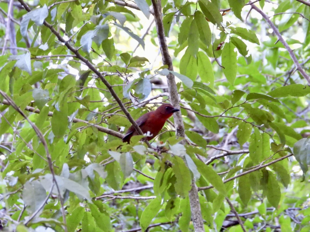 Red-throated Ant-Tanager - ML646757295