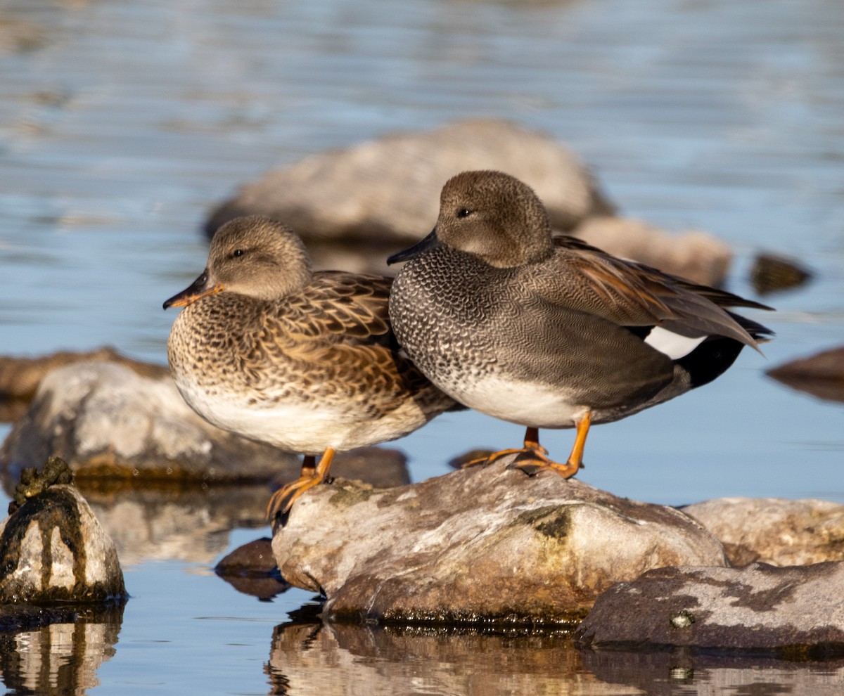 Бор нугас - ML646757297