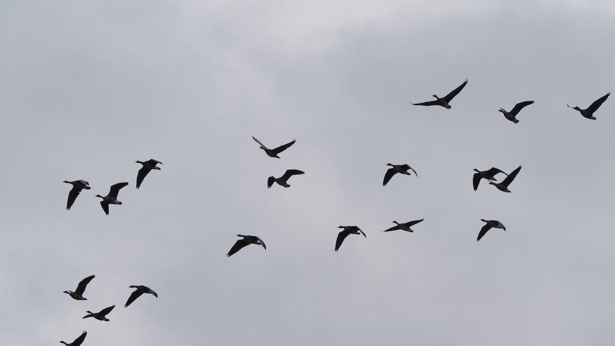 Sakarca - ML646757299