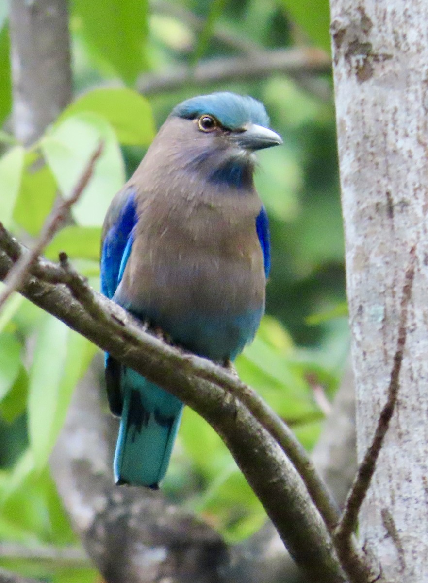 インドシナブッポウソウ - ML646757300