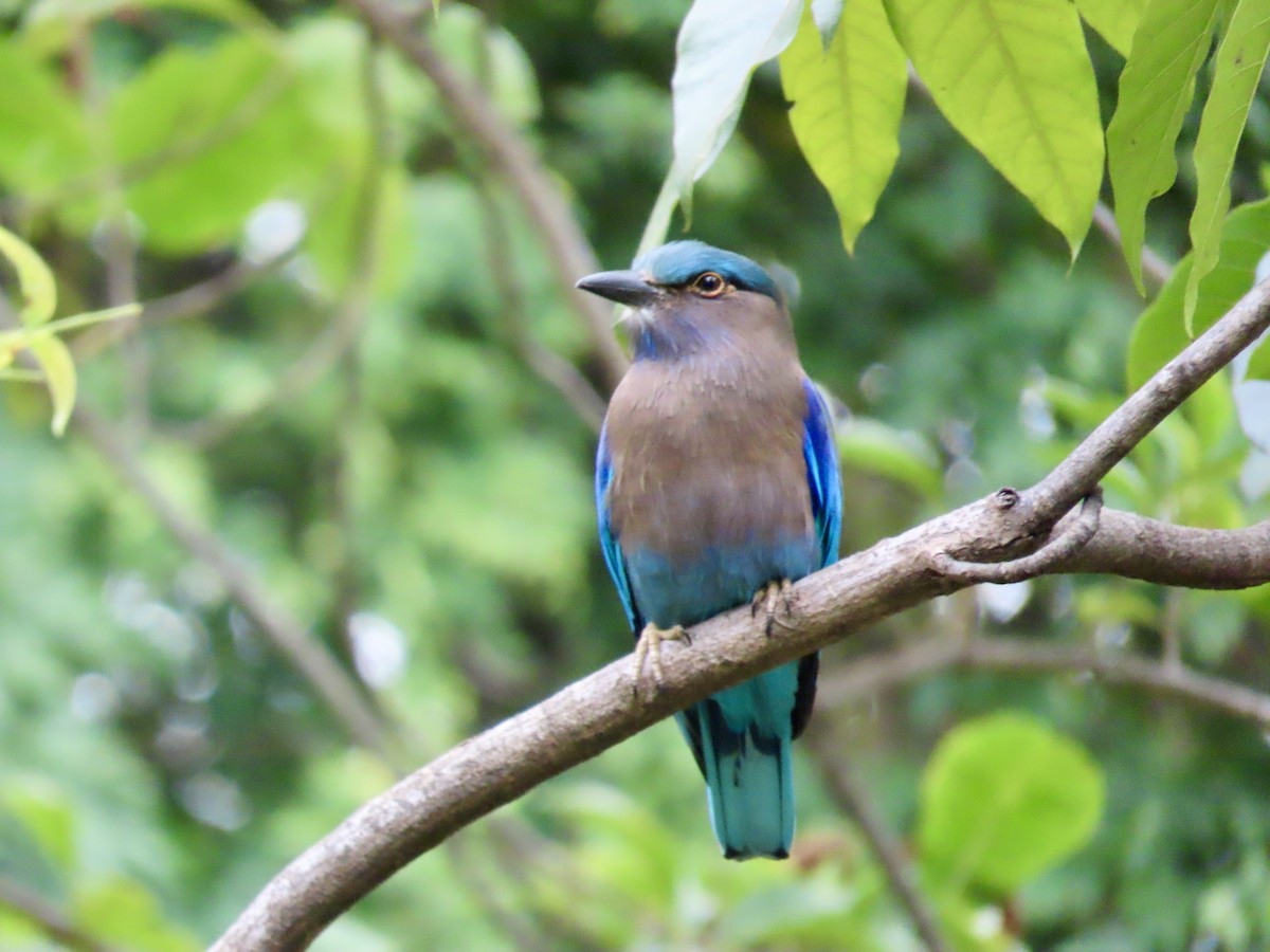 インドシナブッポウソウ - ML646757301