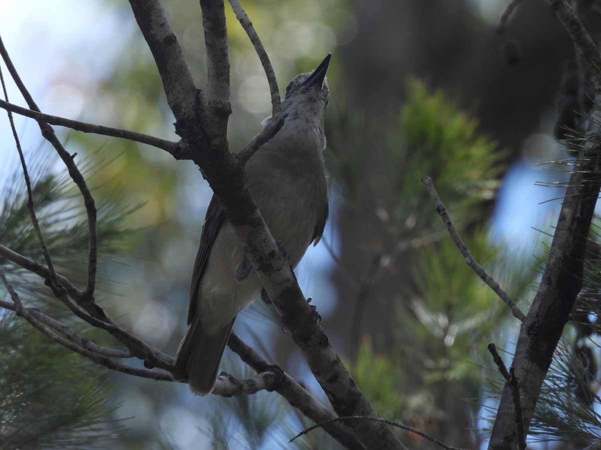 Gray Shrikethrush - ML646757308