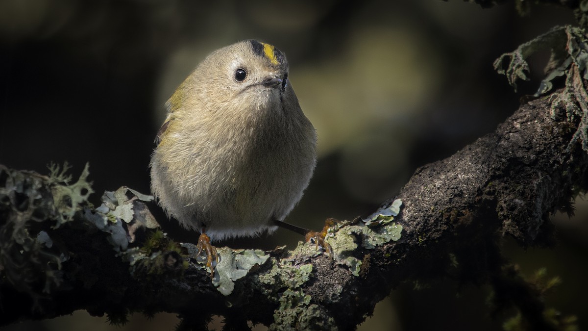 Goldcrest - ML646757312