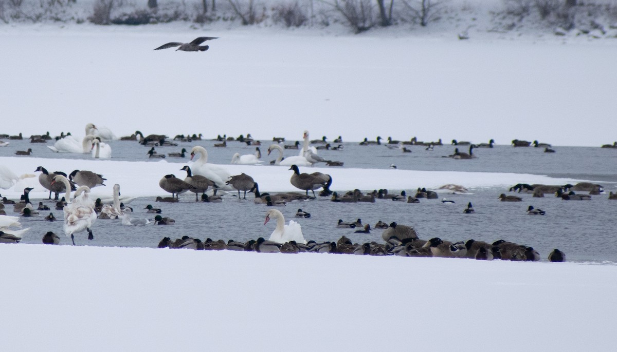 Hooded Merganser - ML646757313