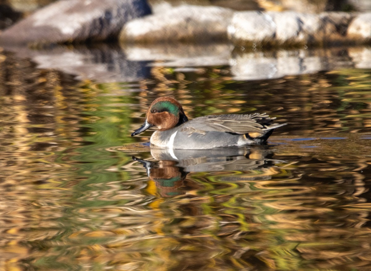 Ногоохон нугас - ML646757314