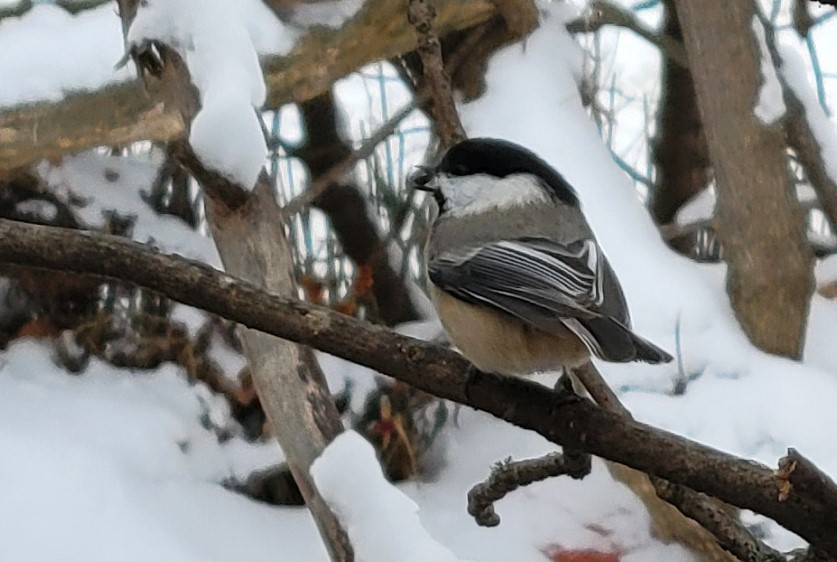 Гаїчка світлокрила - ML646757315