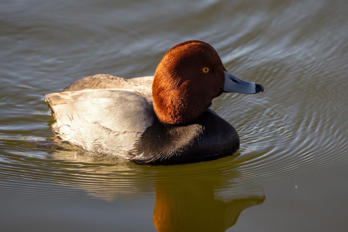Redhead - ML646757319