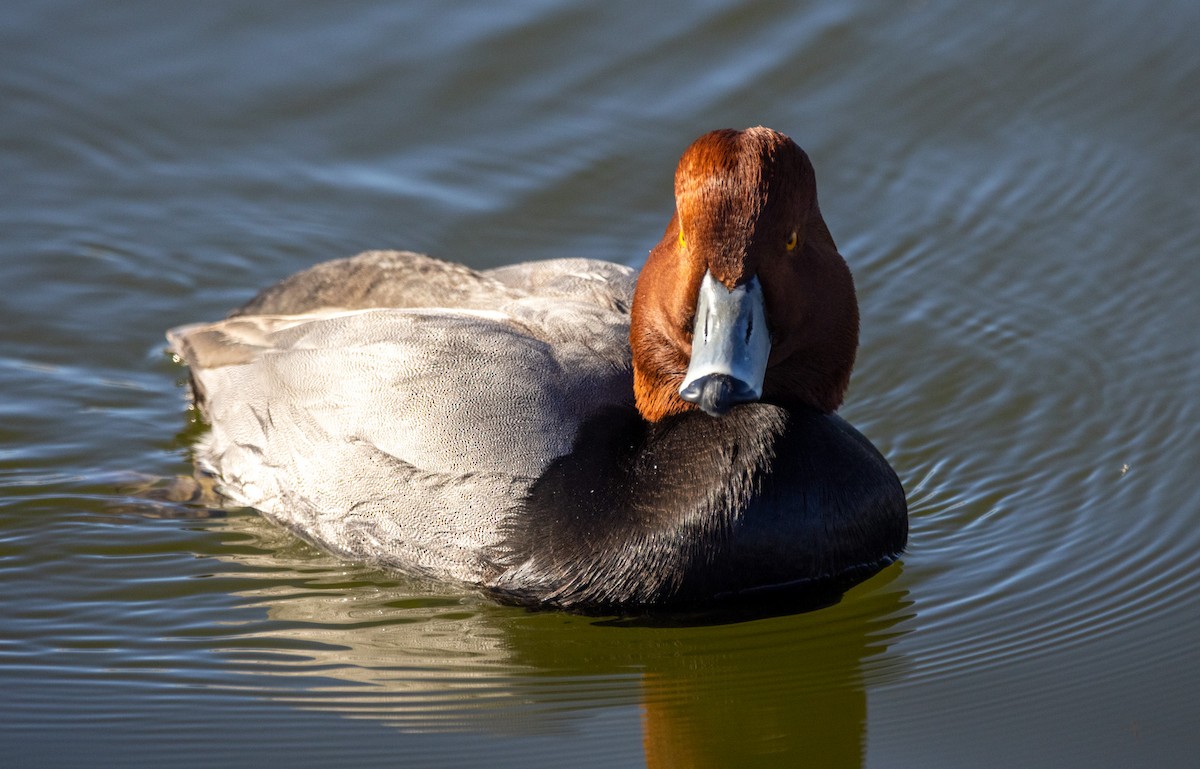 Redhead - ML646757320