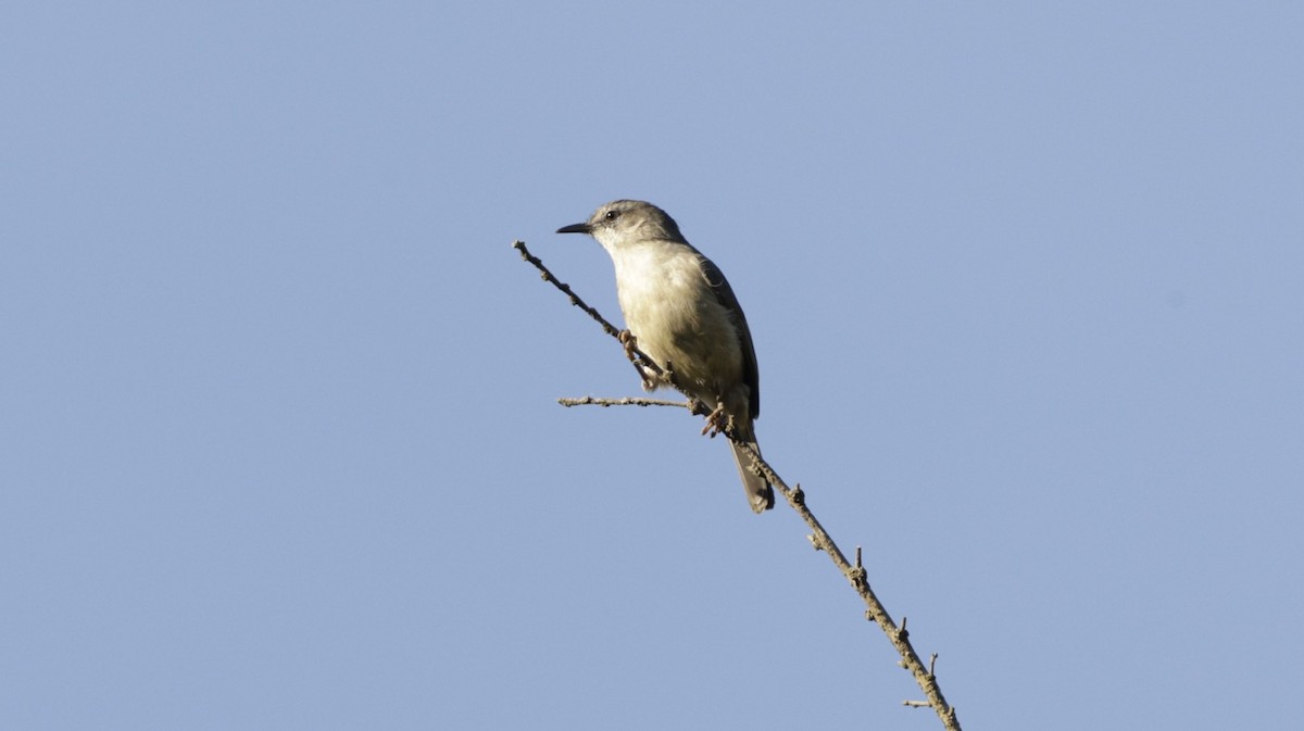 マダガスカルムシクイ - ML646757322