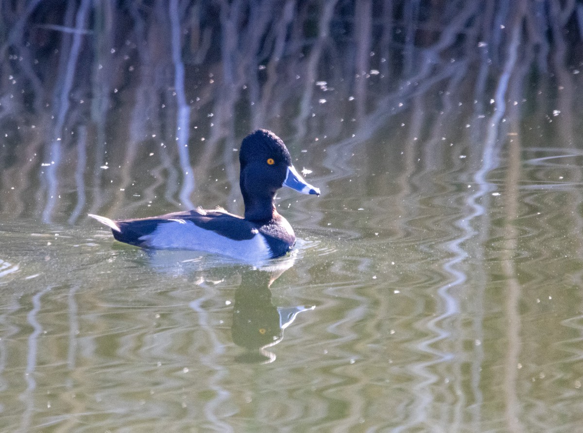 Ring-necked Duck - ML646757325