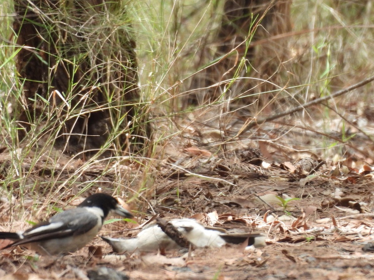 Gray Butcherbird - ML646757326