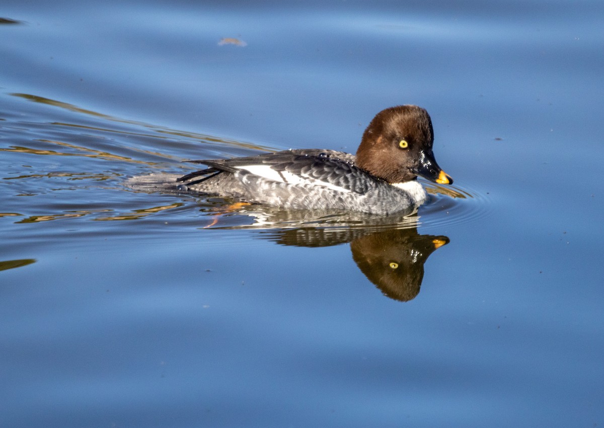 Алаг шунгаач - ML646757340