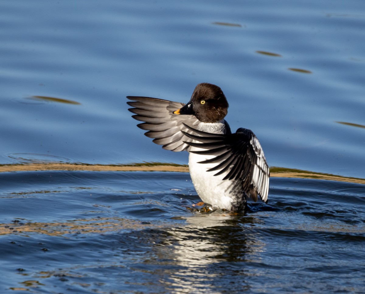 Алаг шунгаач - ML646757341