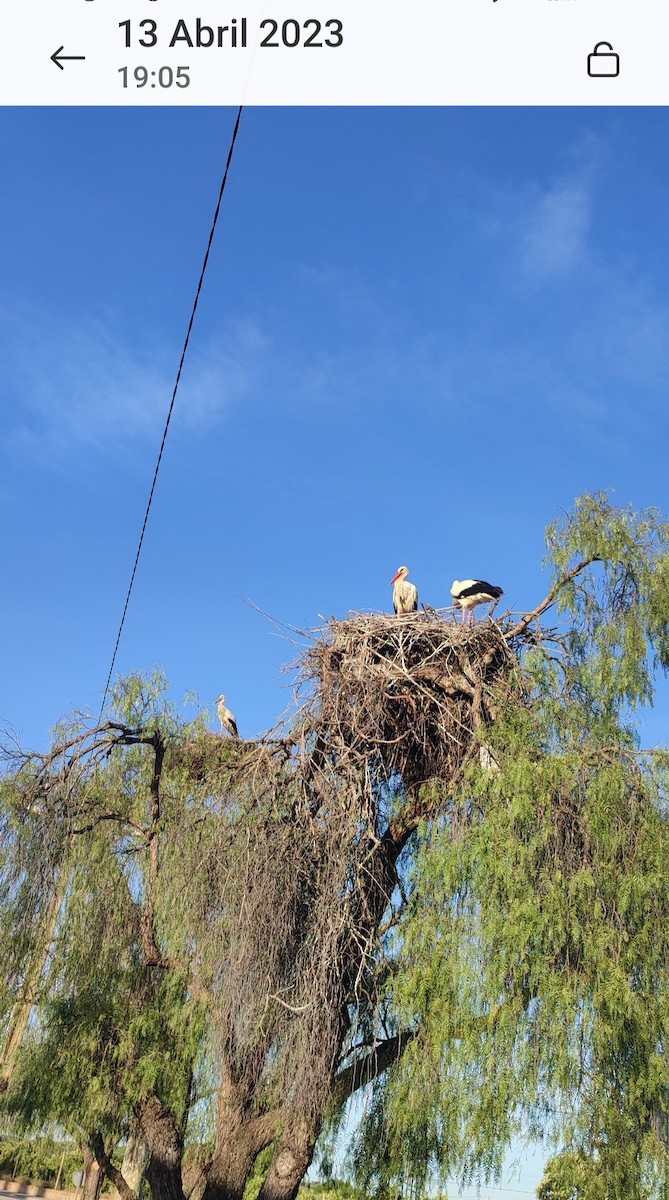 White Stork - ML646757342