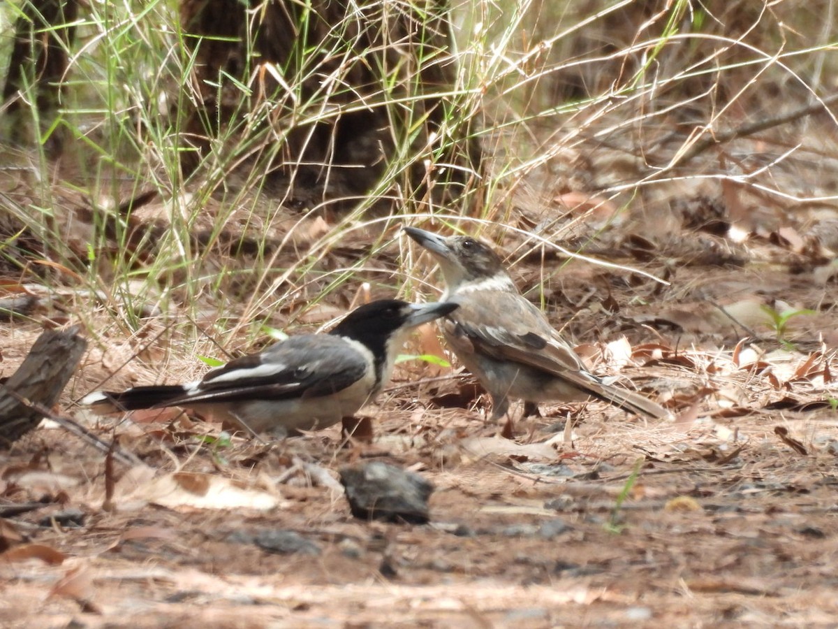 Gray Butcherbird - ML646757343