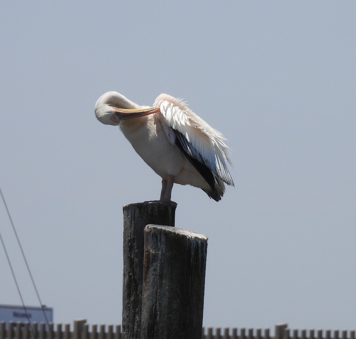 Great White Pelican - ML646757346