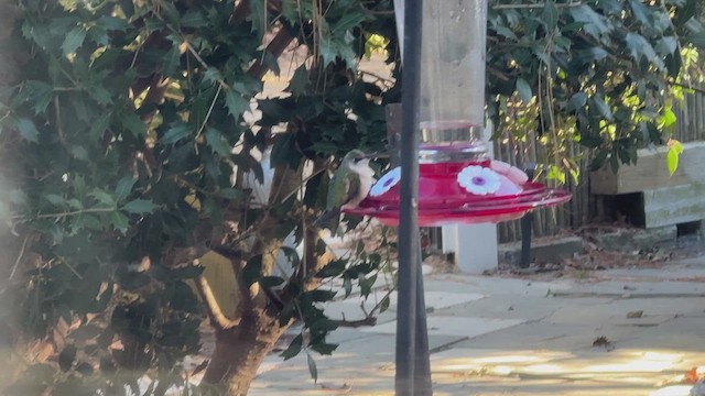 Ruby-throated Hummingbird - ML646757348