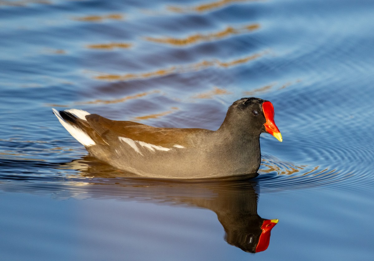 slípka americká - ML646757349