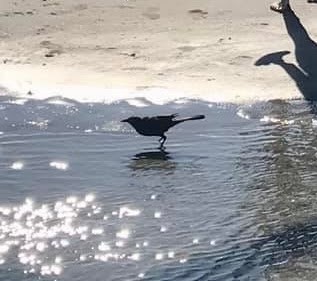 Boat-tailed Grackle - ML646757351