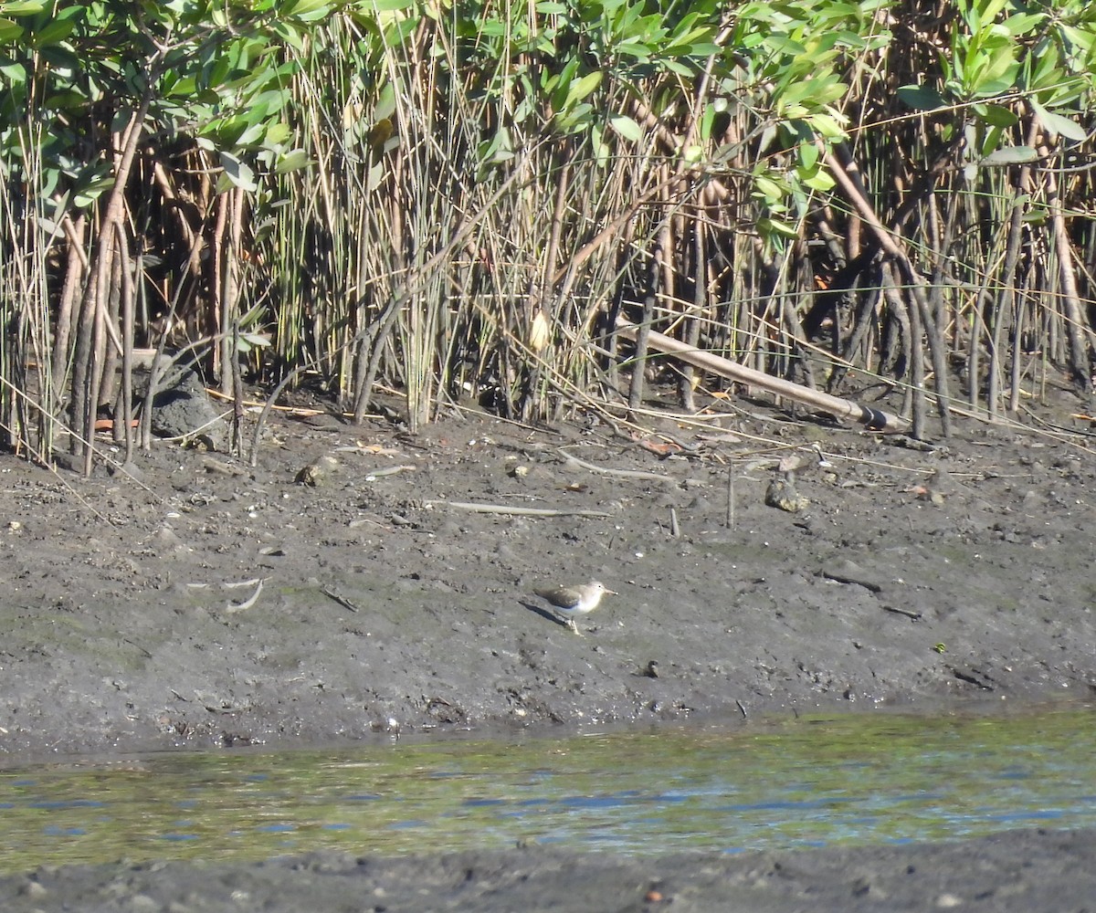 ביצנית נקודה - ML646757352