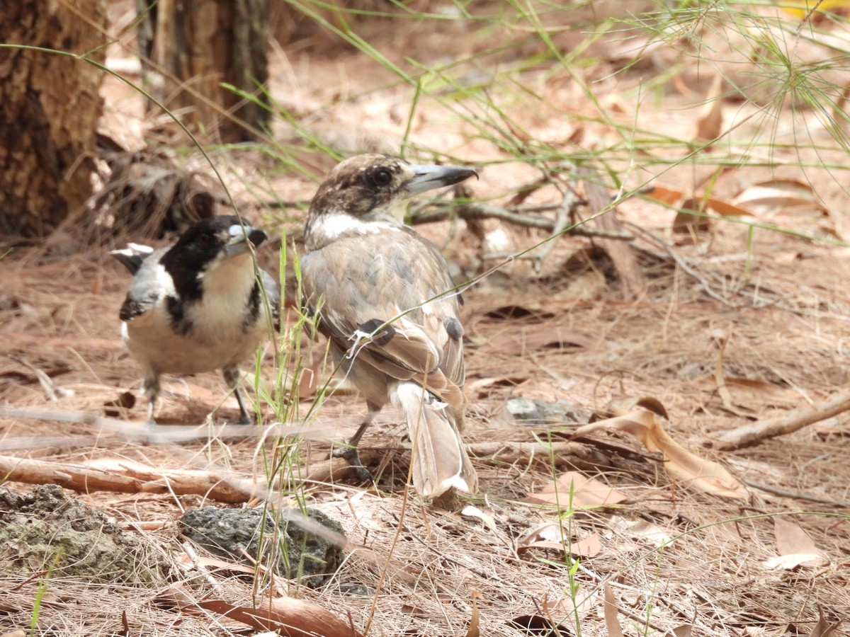 Gray Butcherbird - ML646757353