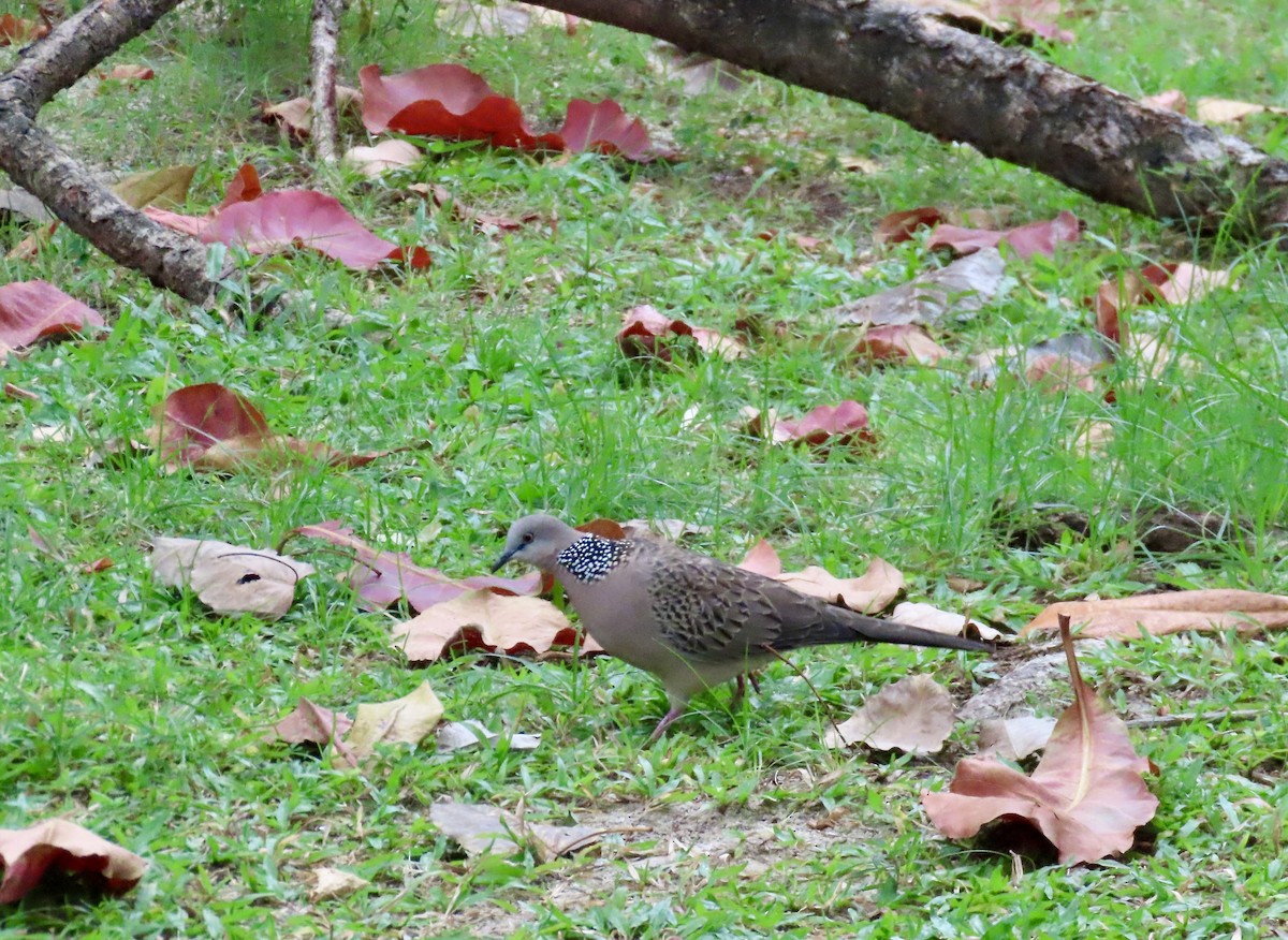 カノコバト - ML646757354