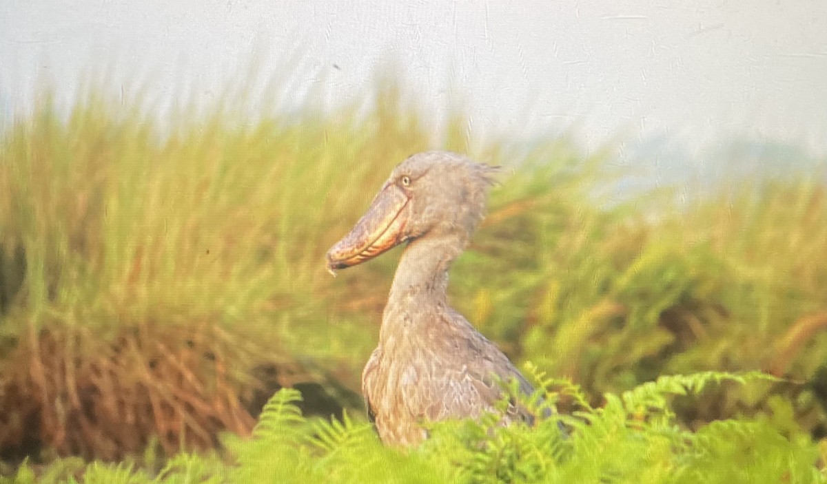 Китоглав - ML646757355