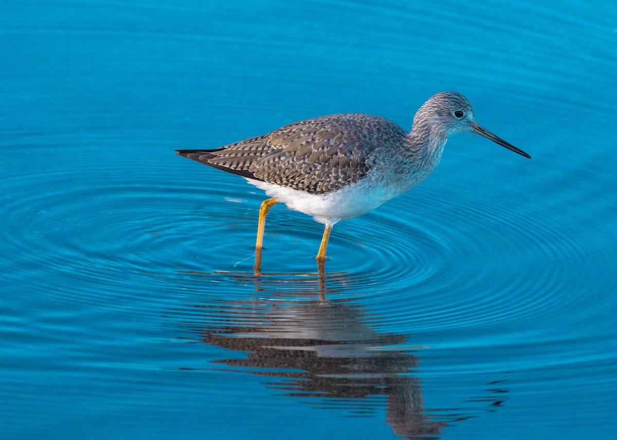 Greater Yellowlegs - ML646757357
