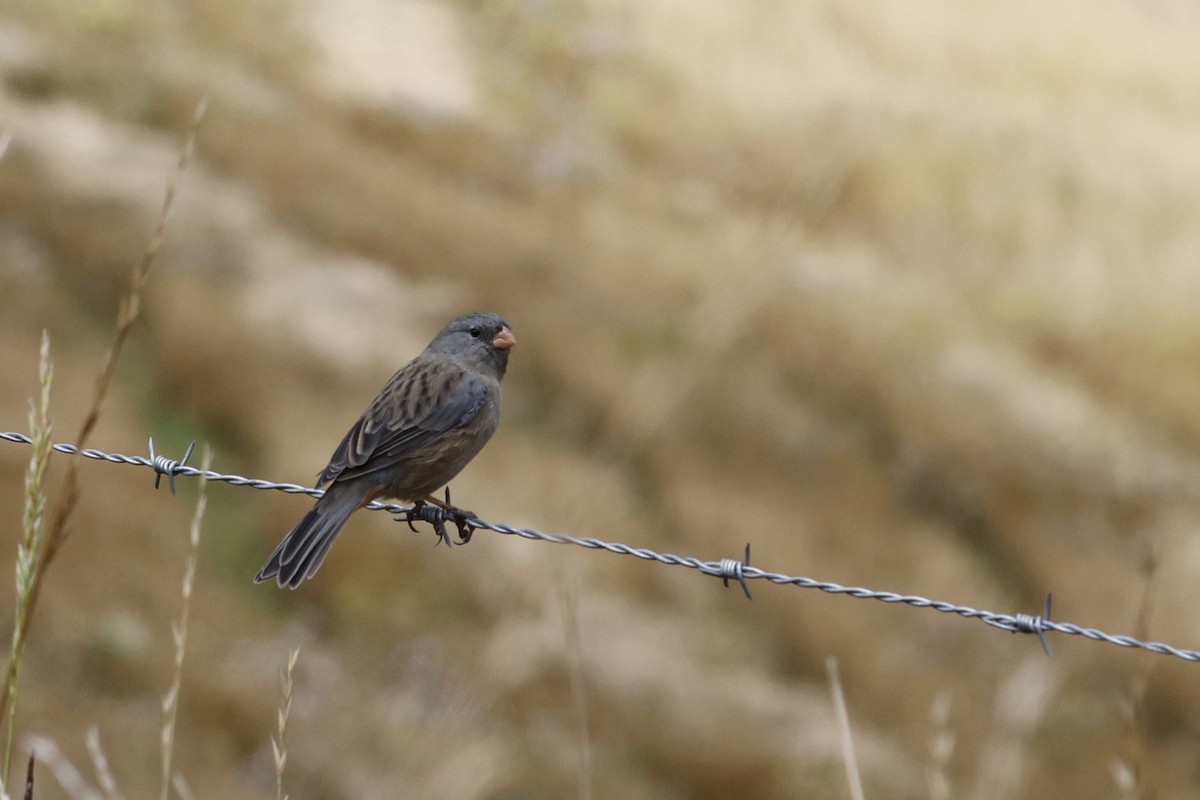 Plain-colored Seedeater - ML646757359
