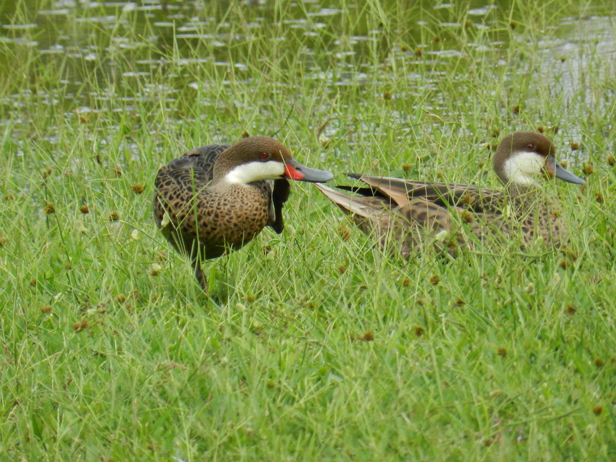 White-cheeked Pintail - ML646757364