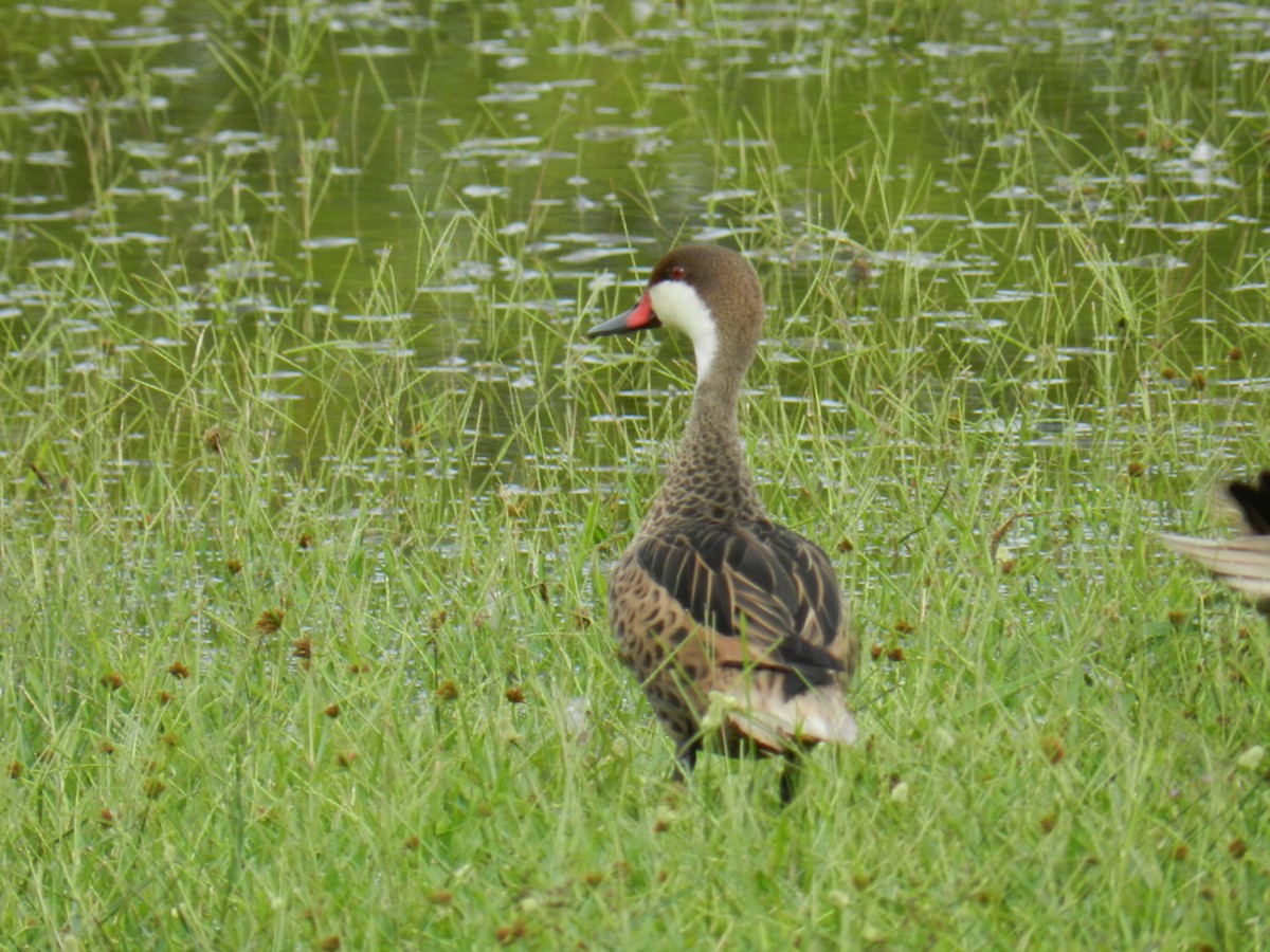 White-cheeked Pintail - ML646757365