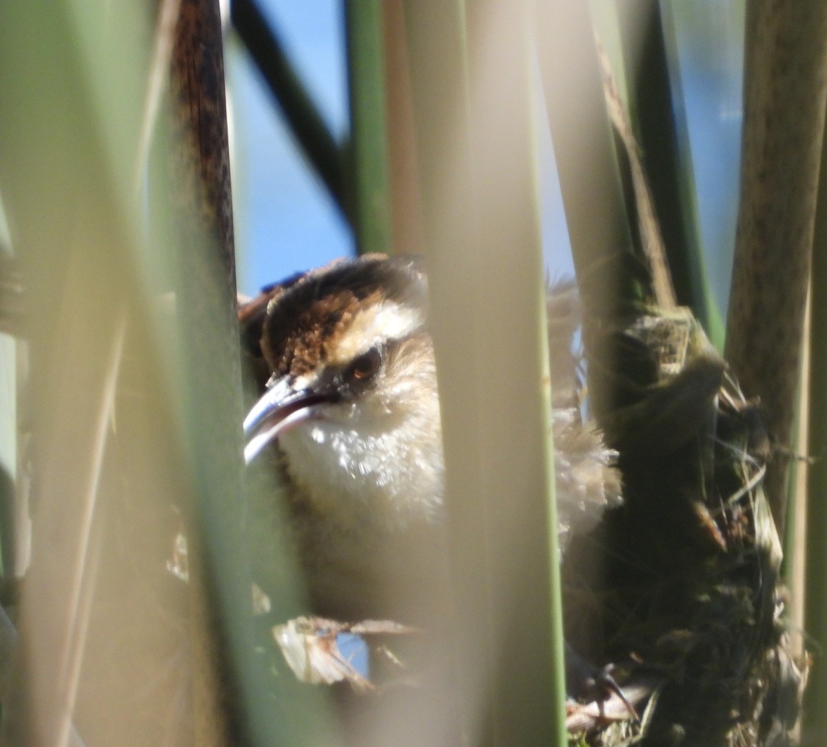 Wren-like Rushbird - ML646757371