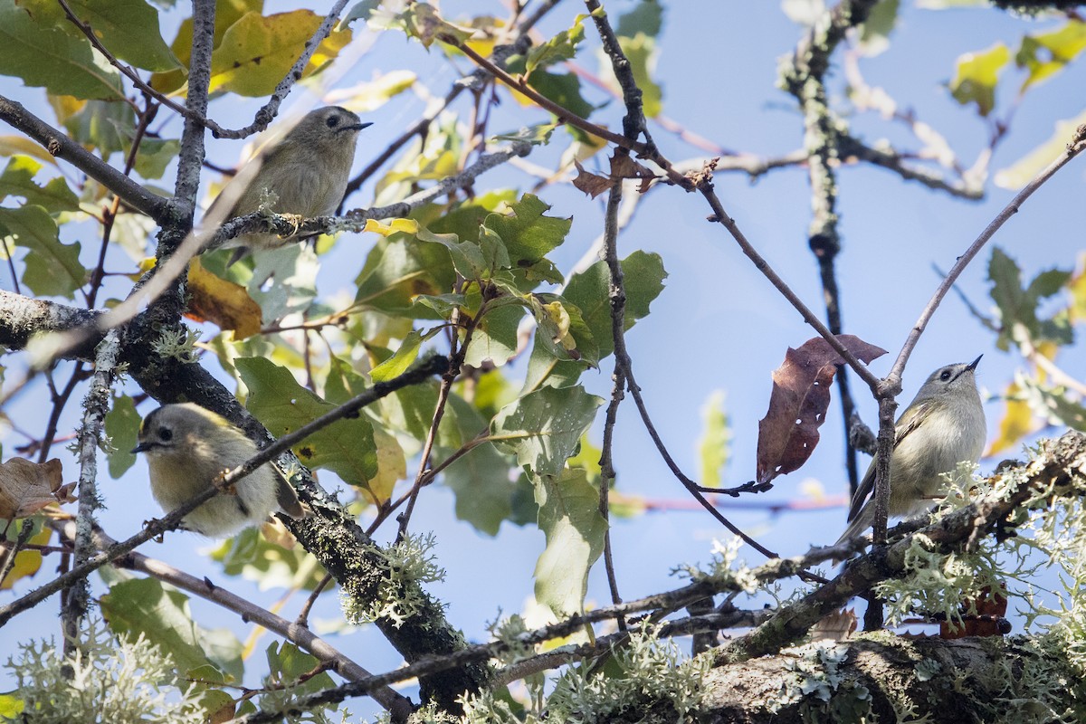 Goldcrest - ML646757372