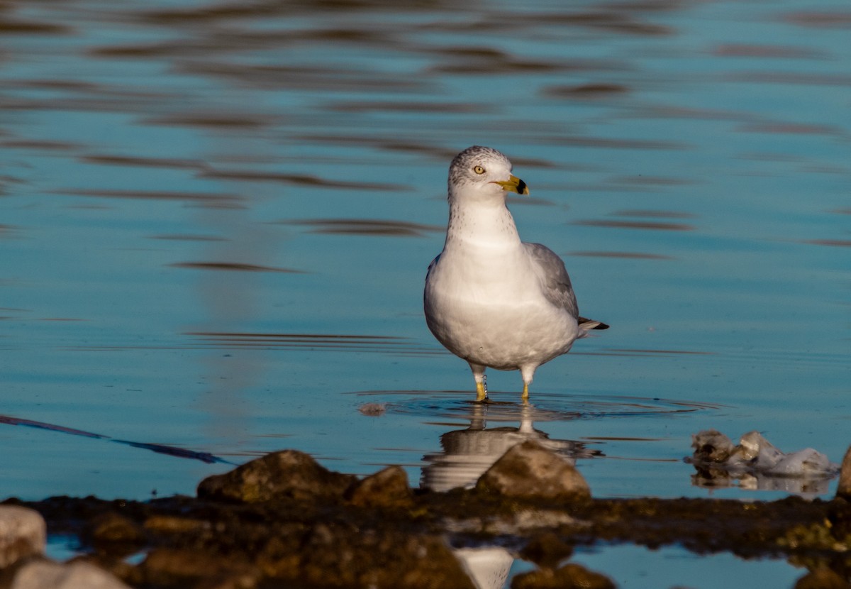 Ring-billed Gull - ML646757373