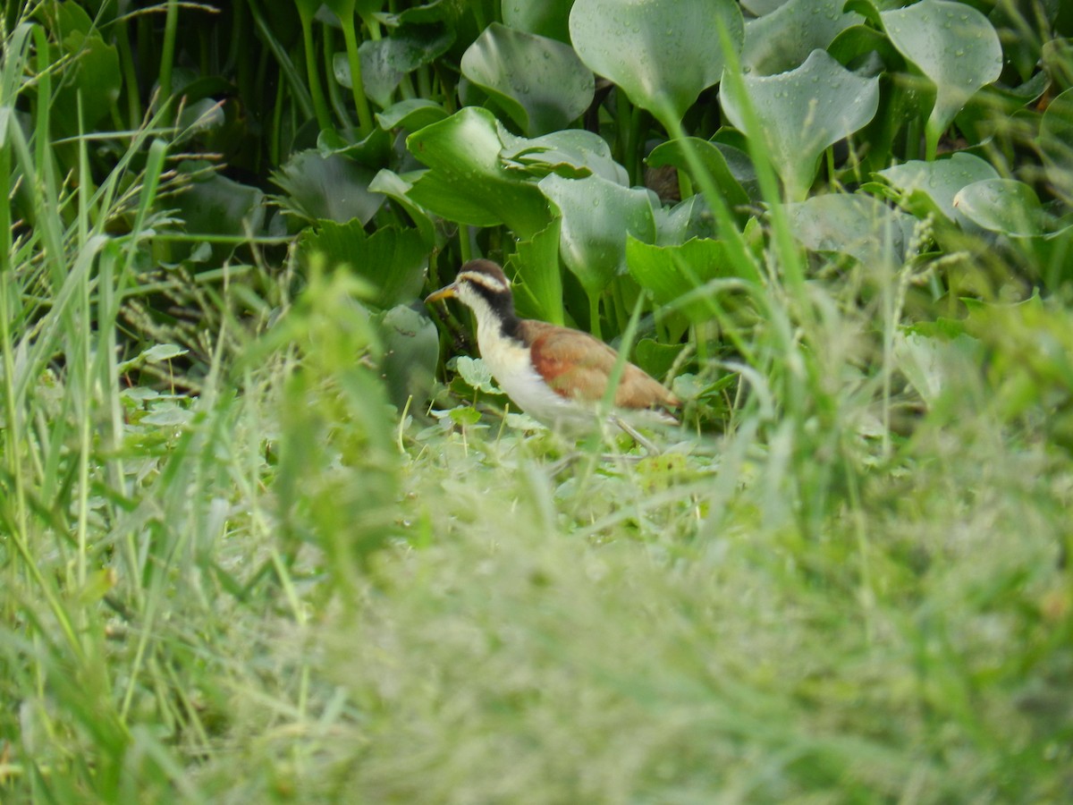 Wattled Jacana - ML646757376