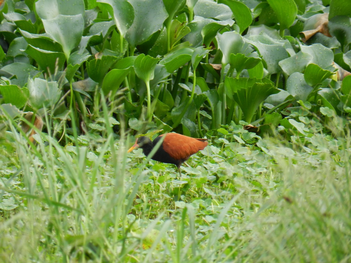 Wattled Jacana - ML646757377