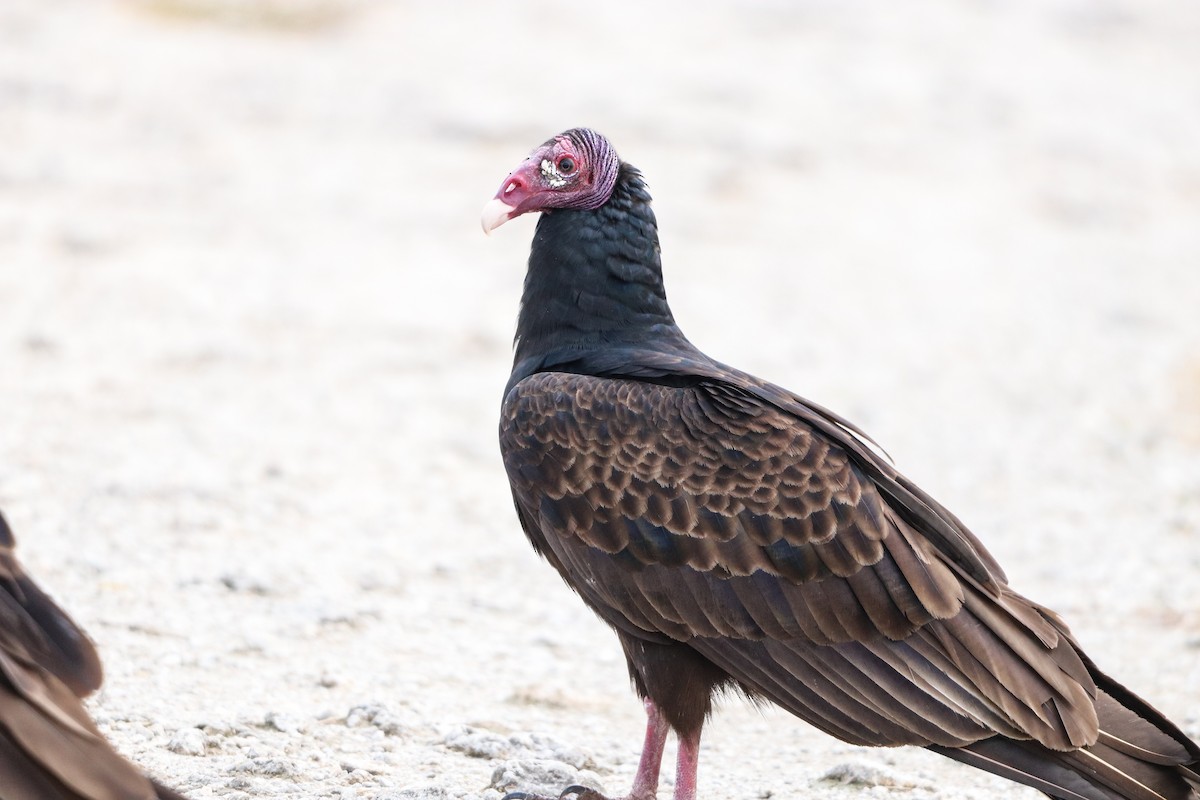 Turkey Vulture - ML646757379