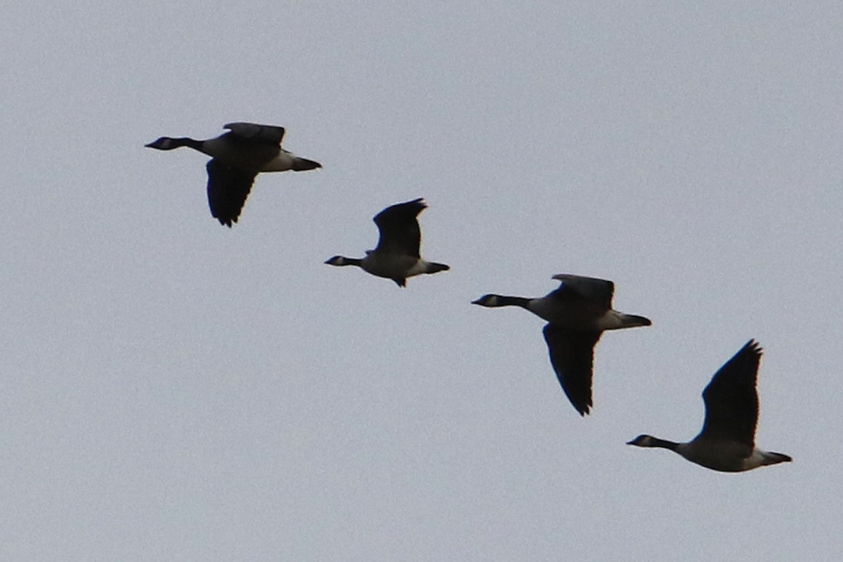 Малая канадская казарка - ML646757383